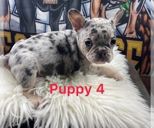 French Bulldog Puppy for sale in CONYERS, GA, USA