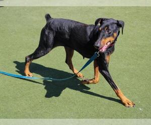 Doberman Pinscher Dogs for adoption in Martinez, CA, USA