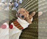 Puppy Zane Poodle (Standard)