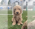 Small #2 Goldendoodle