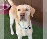 Small Photo #3 Labrador Retriever Puppy For Sale in San Diego, CA, USA