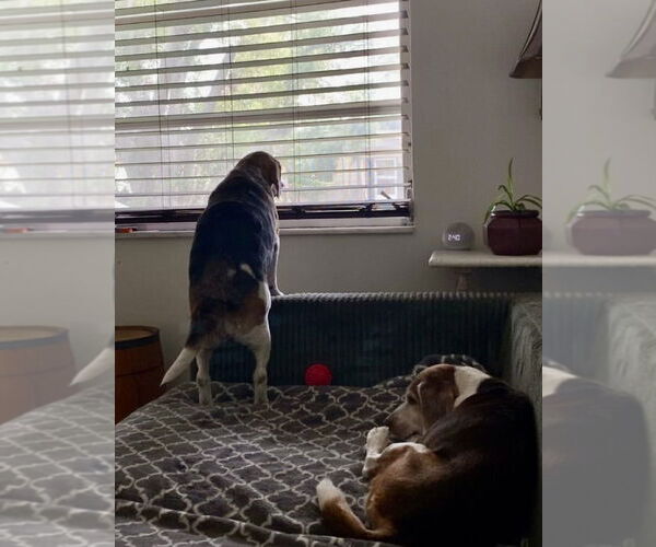 Medium Photo #5 Beagle Puppy For Sale in Tampa, FL, USA