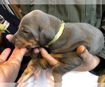 Small Photo #3 Doberman Pinscher Puppy For Sale in ONARGA, IL, USA