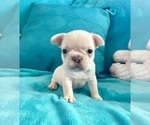 Small #8 French Bulldog