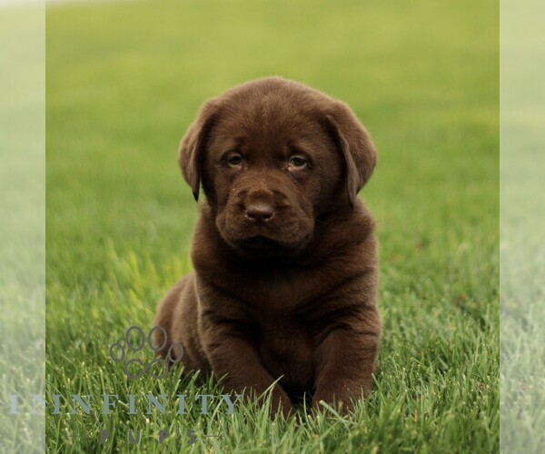 Medium Photo #2 Labrador Retriever Puppy For Sale in RONKS, PA, USA