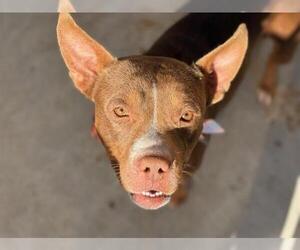 Mutt Dogs for adoption in Tulsa, OK, USA