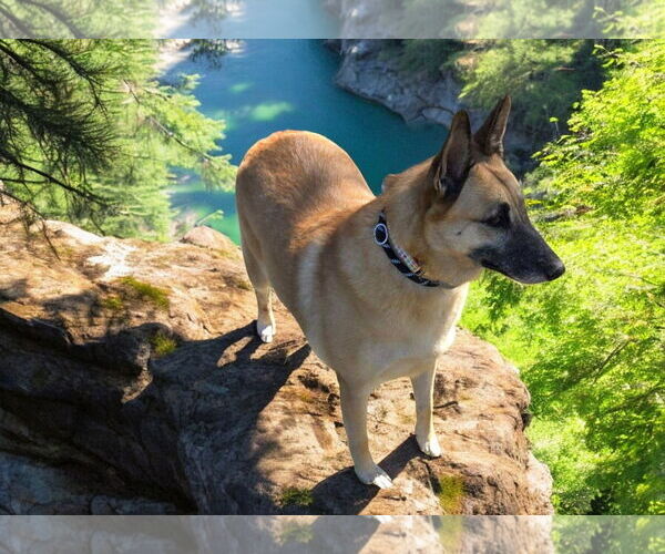 Medium Photo #13 German Shepherd Dog Puppy For Sale in LOGANVILLE, GA, USA