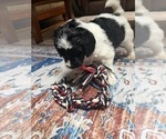 Small #17 Aussiedoodle