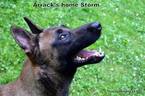 Small Photo #1 Belgian Malinois Puppy For Sale in BETHEL, OH, USA