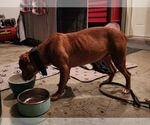 Small #3 American Pit Bull Terrier