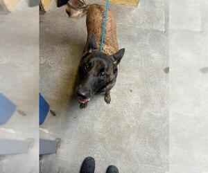 Mutt Dogs for adoption in Stockton, CA, USA