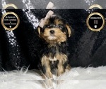 Small #6 Morkie