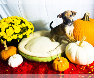 Chiweenie Puppy for sale in KINSTON, NC, USA