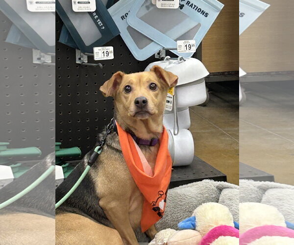 Medium Photo #4 Jack-A-Bee Puppy For Sale in Rootstown, OH, USA