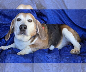 Ace The Adorable Beagle! - Male Beagle Dog for Adoption - Photo #4