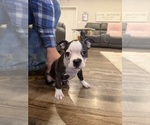 Small #2 Boston Terrier