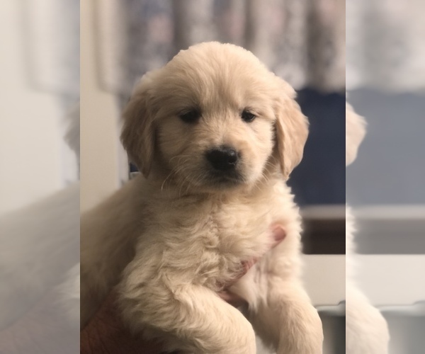 Medium Photo #2 Golden Retriever Puppy For Sale in CAMARILLO, CA, USA