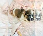 Small #7 French Bulldog