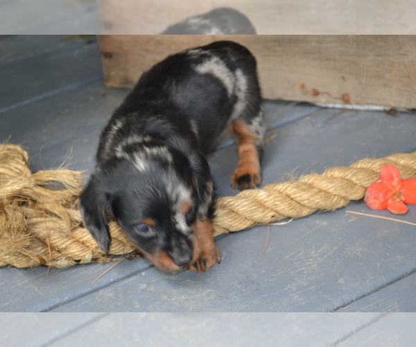 Medium Photo #2 Dachshund Puppy For Sale in GREENWOOD, WI, USA