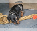Small Photo #15 Dachshund Puppy For Sale in GREENWOOD, WI, USA