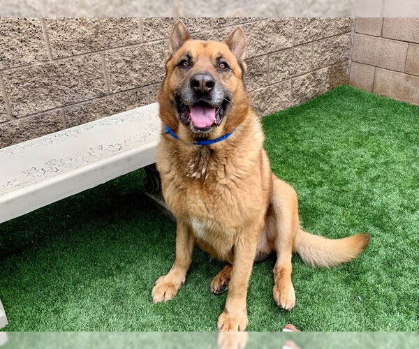 Medium Photo #1 German Shepherd Dog-Unknown Mix Puppy For Sale in Moreno Valley, CA, USA