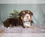 Puppy Clyde Beabull