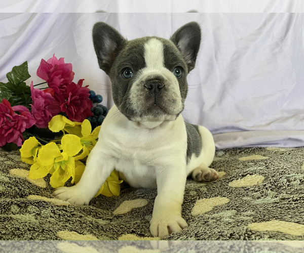 Medium Photo #8 French Bulldog Puppy For Sale in SAINT CLAIR, MI, USA
