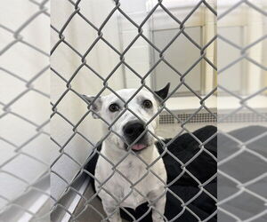 Cardigan Welsh Corgi-Unknown Mix Dogs for adoption in Temple, TX, USA