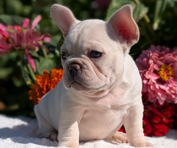 Medium Photo #6 French Bulldog Puppy For Sale in GOSHEN, IN, USA
