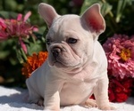 Small #5 French Bulldog
