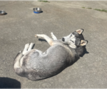 Small #3 Siberian Husky