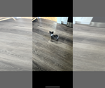 Small Chihuahua