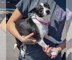 Small #2 Jack-Rat Terrier