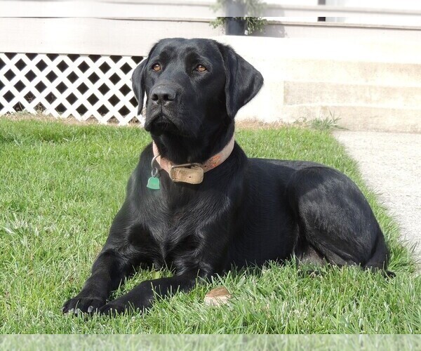 Medium Photo #1 Labrador Retriever Puppy For Sale in SMITHSBURG, MD, USA