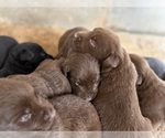Litter of 12 - Male(s) and Female(s) Labrador RetrieverLitter of Puppies for Sale - Photo #3