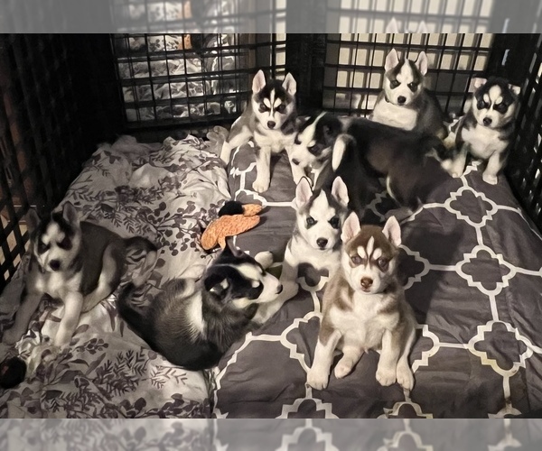 Medium Photo #1 Siberian Husky Puppy For Sale in LAKE MARY, FL, USA