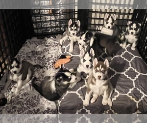 Siberian Husky Puppy for sale in LAKE MARY, FL, USA