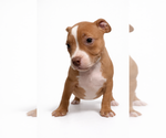 Puppy Male 1 American Bully