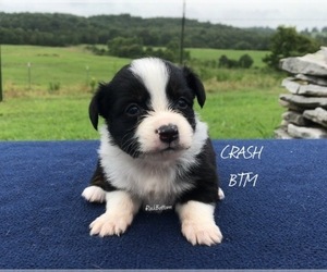 Miniature Australian Shepherd Puppy for sale in BATESVILLE, AR, USA