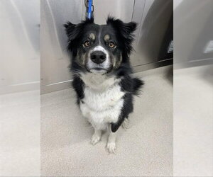Australian Shepherd-Unknown Mix Dogs for adoption in Fairbanks, AK, USA