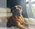 Small #9 Mastador