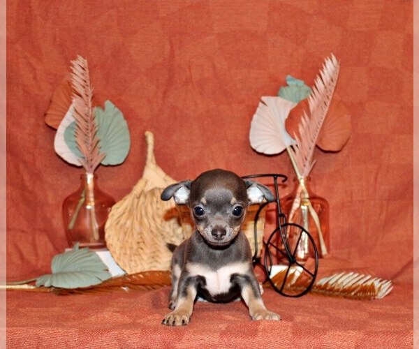 Medium Photo #46 Chihuahua Puppy For Sale in CHARLESTON, AR, USA