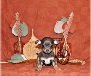 Medium Chihuahua