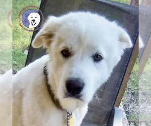 Great Pyrenees Dogs for adoption in Spring, TX, USA