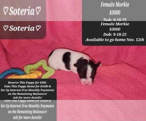 Morkie Puppy for sale in TUCSON, AZ, USA