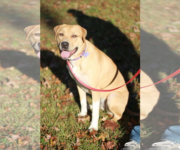 Medium Photo #4 Mastiff-Redbone Coonhound Mix Puppy For Sale in Cookeville, TN, USA