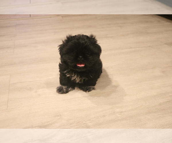 Medium Photo #1 Shih Tzu Puppy For Sale in FORT MYERS, FL, USA