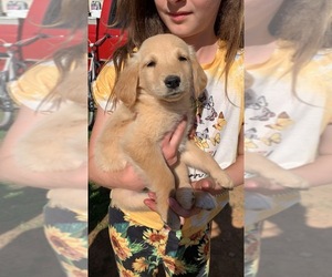 Golden Retriever Puppy for sale in EASLEY, SC, USA