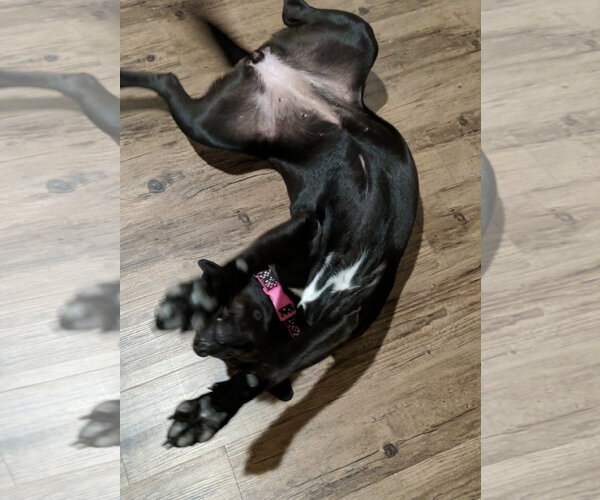 Medium Photo #3 Labrador Retriever-Unknown Mix Puppy For Sale in SHERBURNE, NY, USA