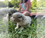 Small Photo #2 Australian Shepherd Puppy For Sale in MUNFORDVILLE, KY, USA